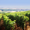 Scenic View of Domaine Jean Defaix in the heart of Chablis, Burgundy, France