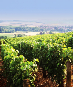 Scenic View of Domaine Jean Defaix in the heart of Chablis, Burgundy, France