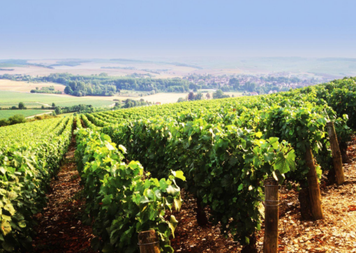 Scenic View of Domaine Jean Defaix in the heart of Chablis, Burgundy, France