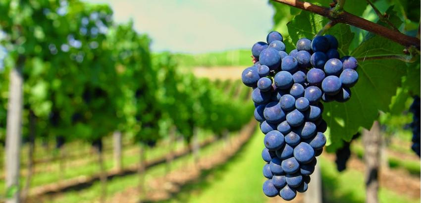 grape-vine-harvest