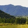 Scenic View of the Historic Valdivieso Vineyard in the Aconcagua Valley Chile