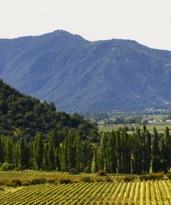 Scenic View of the Historic Valdivieso Vineyard in the Aconcagua Valley Chile