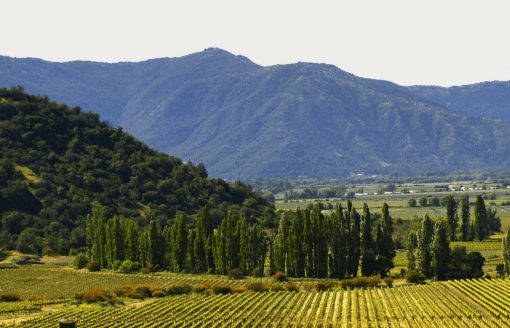 Scenic View of the Historic Valdivieso Vineyard in the Aconcagua Valley Chile