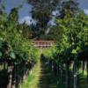 Scenic View of Bodegas Castro Martin Vineyard, producer of Casal Caeiro Albariño ' Sobre Lias' in Rías Baixas, Spain