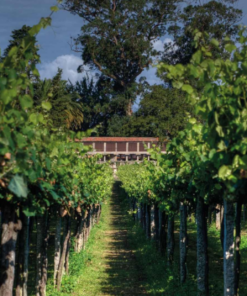 Scenic View of Bodegas Castro Martin Vineyard, producer of Casal Caeiro Albariño ' Sobre Lias' in Rías Baixas, Spain