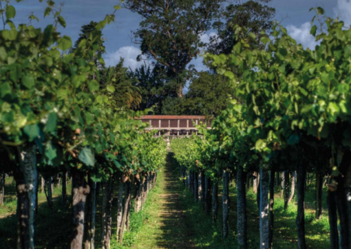 Scenic View of Bodegas Castro Martin Vineyard, producer of Casal Caeiro Albariño ' Sobre Lias' in Rías Baixas, Spain