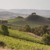 Scenic View of Tasca Regaleali Vineyard, Sicily, Italy