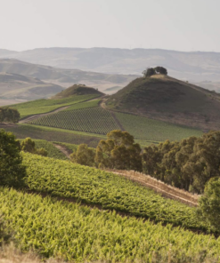 Scenic View of Tasca Regaleali Vineyard, Sicily, Italy