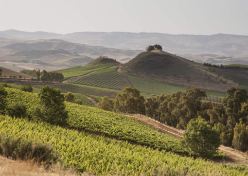 Scenic View of Tasca Regaleali Vineyard, Sicily, Italy