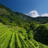 Scenic View of the hills of Bottarga Vineyard where Glera Grapes are grown to produce Premium Prosecco, Prosecco DOC Italy