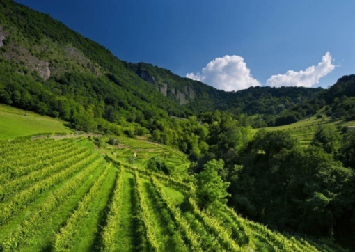 Scenic View of the hills of Bottarga Vineyard where Glera Grapes are grown to produce Premium Prosecco, Prosecco DOC Italy