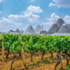 Zensa Organic Wine at Orion Vineyards in Puglia, Italy