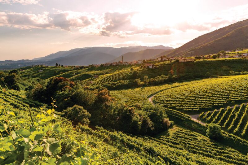 Historical Italian Vineyard