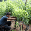 Chateau Astros Organic Wine Production - Tending to vines