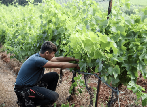 Chateau Astros Organic Wine Production - Tending to vines