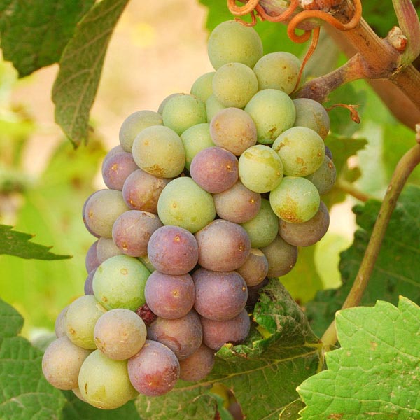 Pinot Grigio grapes ripening in a vineyard in Northern Italy. Pale green grapes known for producing light, crisp white wines with flavours of citrus and green apple.