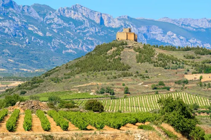 Vineyard in the famous Spanish Rioja Region with vines and terrain