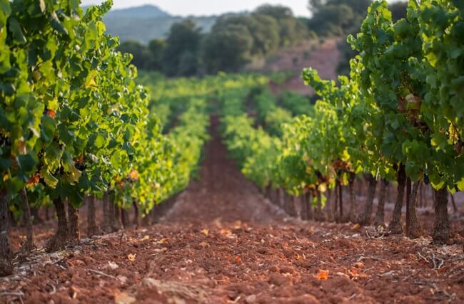 How Terroir impact Wine Taste - Limestone Vineyard showing Vines growing in stone and soil