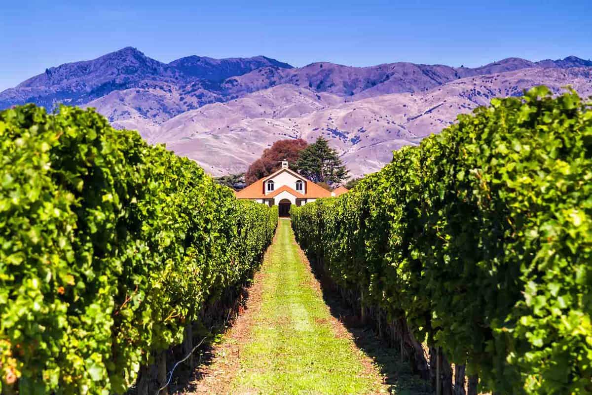 New Zealand Sauvignon Grape Vines and Vineyard located in Marlborough Region of the South Island