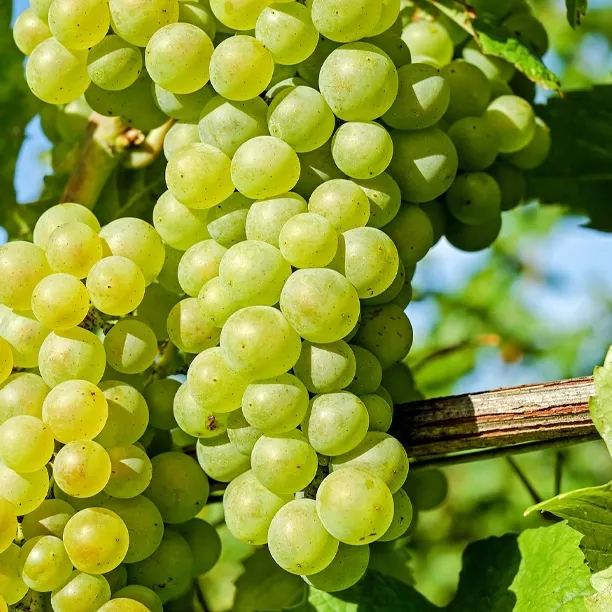 Golden Chardonnay grapes in a vineyard in Burgundy, France. Green-yellow grapes used in both crisp and oaky white wines.