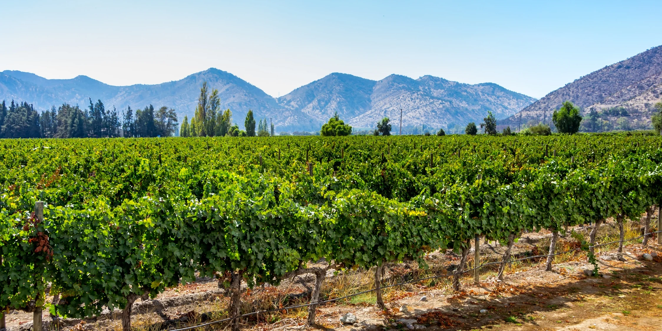 Chilean Vineyard located in the Central 'Maule Valley' Region