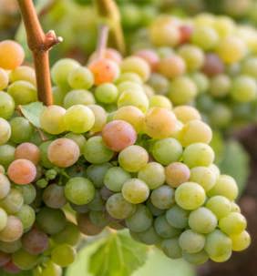 Riesling grape bunches in the Mosel Valley, Germany. Small, light green grapes, known for their high acidity and diverse wine styles.