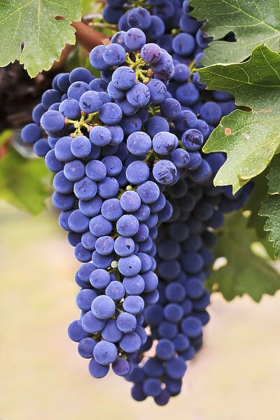 Merlot grapes on the vine in Bordeaux, France. Plump and juicy with a blue-black hue, used in smooth, velvety red wines.