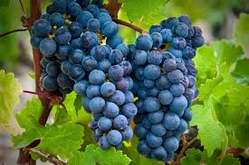 Bunch of Cabernet Sauvignon Grapes in the vineyard, deep red and black hues, known for producing bold and tannic wines