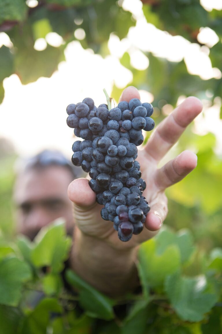 Man hand picking Red Grapes from an Organic Vine