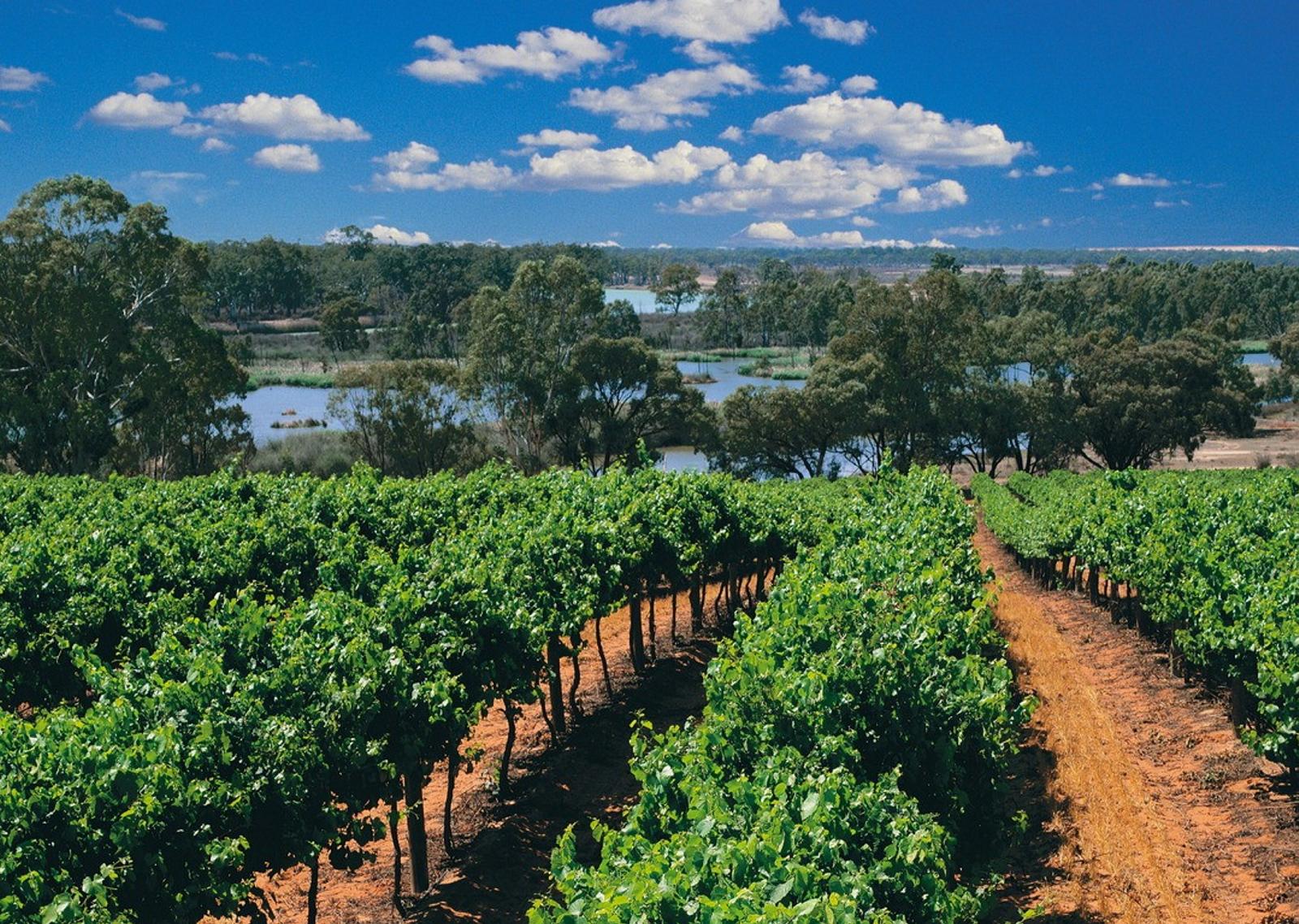 Organic Vineyard on the banks of Murray River Australia