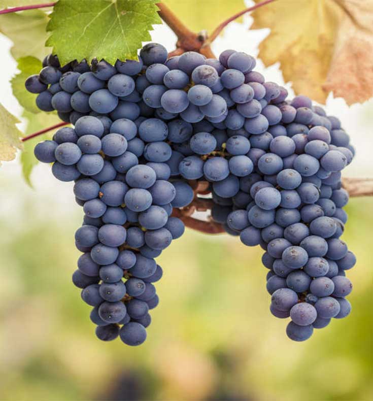 Pinot Noir grape bunch in Burgundy, France. Thin-skinned, light-coloured grapes famous for producing elegant, earthy red wines.