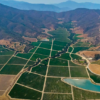 Morandé Vineyard, Casablanca Valley, Chile - Scenic Vineyard Landscape of Casablanca Valley