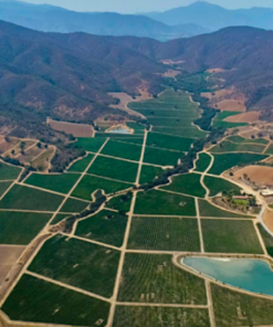 Morandé Vineyard, Casablanca Valley, Chile - Scenic Vineyard Landscape of Casablanca Valley