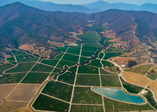 Morandé Vineyard, Casablanca Valley, Chile - Scenic Vineyard Landscape of Casablanca Valley