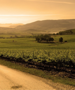 Feudo Arancio Sicily, Italy scenic vineyard view