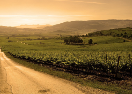 Feudo Arancio Sicily, Italy scenic vineyard view