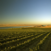 Scenic view of Chateau Ste Michelle Vineyard located in Columbia Valley, Washington State, USA