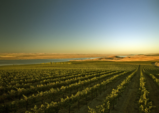 Scenic view of Chateau Ste Michelle Vineyard located in Columbia Valley, Washington State, USA