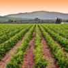 Scenic view of Springfield Estate Vineyard and the Wine Production Facility in Robertson, Western Cape South Africa