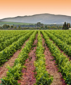 Scenic view of Springfield Estate Vineyard and the Wine Production Facility in Robertson, Western Cape South Africa