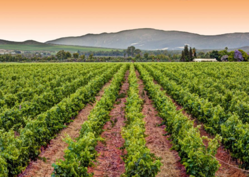 Scenic view of Springfield Estate Vineyard and the Wine Production Facility in Robertson, Western Cape South Africa