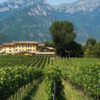 Scenic view of the Italian Vineyard Tenuta San Leonardo, IGT Vigneti delle Dolomiti, Trentino-Alto Adige, Italy