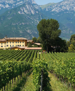 Scenic view of the Italian Vineyard Tenuta San Leonardo, IGT Vigneti delle Dolomiti, Trentino-Alto Adige, Italy