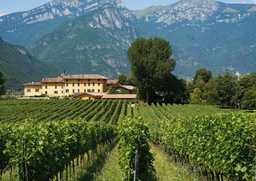 Scenic view of the Italian Vineyard Tenuta San Leonardo, IGT Vigneti delle Dolomiti, Trentino-Alto Adige, Italy