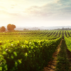 Scenic View of Le Versant Vineyard located in Langeudoc France