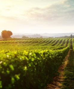 Scenic View of Le Versant Vineyard located in Langeudoc France