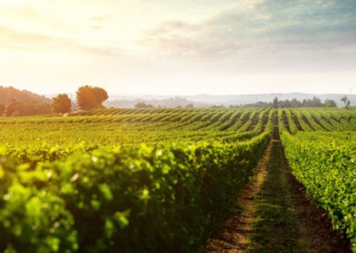 Scenic View of Le Versant Vineyard located in Langeudoc France